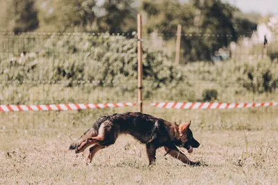 Szkolenie Psów Wrocław - Dolnośląskie Centrum Kynologiczne